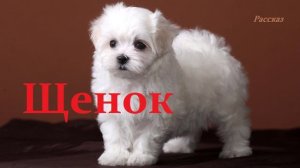 Щенок.. (рассказ)