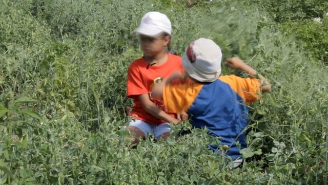 Готовим заготовки на зиму // Горох и фасоль смотреть онлайн