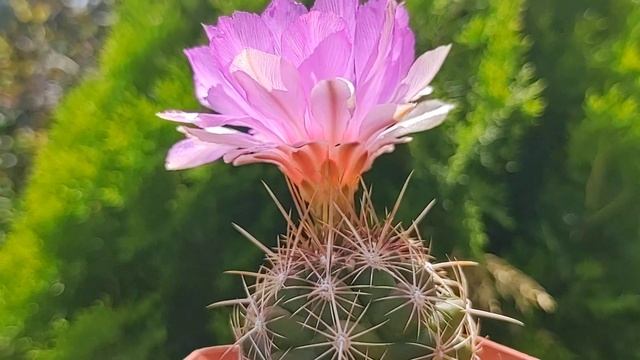 Thelocactus Bicolor.