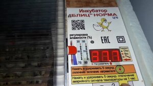 Инкубация перепелиного яйца в инкубаторе блиц норма. День второй.