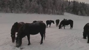 Кони на водопое Зимняя рыбалка на Красноярском водохранилище