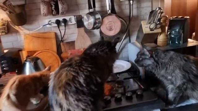 Мейнкуны готовят курицу
