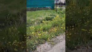 Поселок Урман иглинского района 04.06.2018 г.