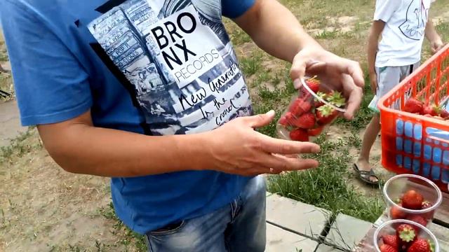 Дегустация сортов клубники в нашем хозяйстве смотреть онлайн