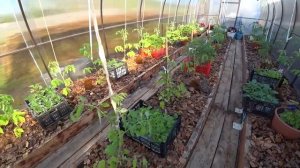 Посадки в теплицах