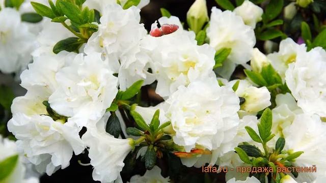 Азалия японская Хисако (azalea japonica hisako) ? Хисако обзор: как сажать, саженцы азалии Хисако смотреть онлайн