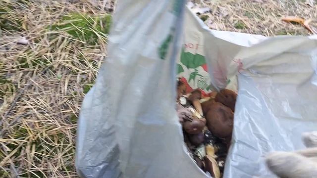 Собираем грибы белые - польские. смотреть онлайн