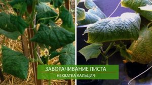 ТАКАЯ ПОДКОРМКА ЗАВАЛИТ ВАС ОГУРЦАМИ! Правильные советы по подкормке от агронома.