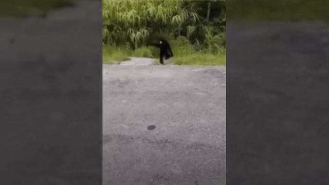 Смешная обезьяна