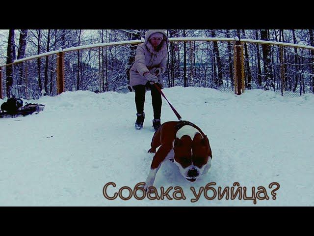 АМЕРИКАНСКИЙ СТАФФОРДШИРСКИЙ  ТЕРЬЕР МИФЫ И РЕАЛЬНОСТЬ  О ПОРОДЕ