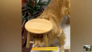 Приколы с животными 26 марта 2023 года