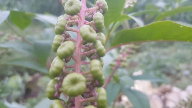 Phytolacca Americana | American Pokeweed смотреть онлайн