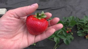 Фигаро ранний крупноплодный сорт клубники