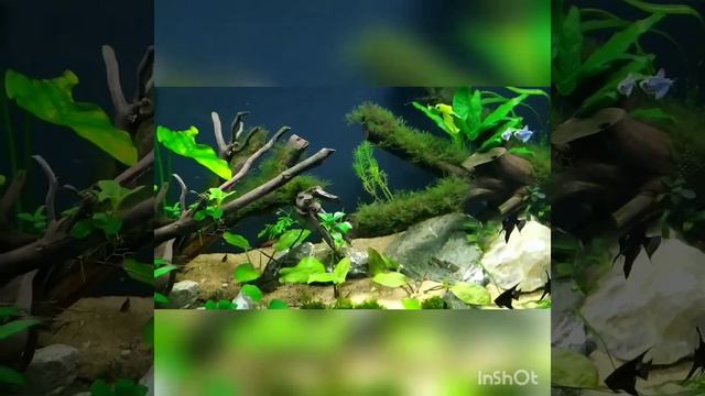 Мой аквариум 450 литров июль 2020 г. смотреть онлайн