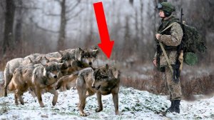 СТАЯ ВОЛКОВ шла прямиком на СОЛДАТА! А дальше произошло НЕВЕРОЯТНОЕ...