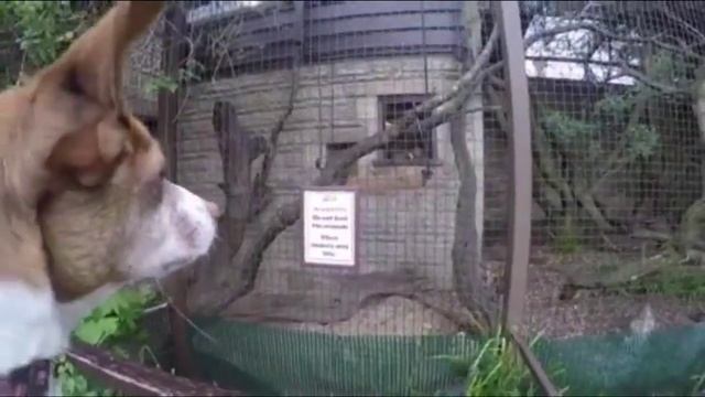 A dogs day out смотреть онлайн