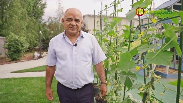 Горшечная Патио Культура Огурца