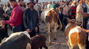 МОЛБОЗОРИ ДУШАНБЕ НАРХИ ГОВИ ШИРТЕ ВА ГУСФАНД БУҚА МОЛИ ОРГИНАЛ 30 августа 2023 г.