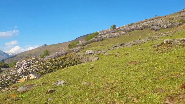 🌸 Rhododendron campanulatum 🌸 जामुनी बुरांस 🏔 Himalaya | India 🇮🇳 смотреть онлайн