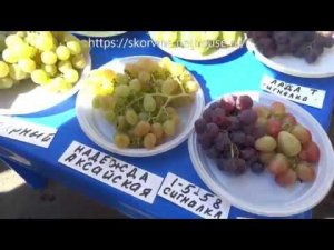 Сорта винограда  Выставка в Новочеркасске 2018.