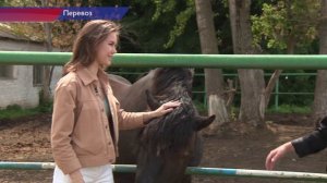 Уникальный конь-тяжеловоз живет в  Перевозском конном заводе