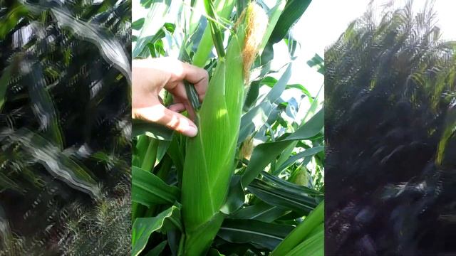 Сахарная кукуруза - серия 20. Сахарная кукуруза Тести Голд. Самая крупная сахарная кукуруза. смотреть онлайн