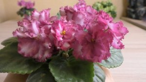 ЦВЕТЕНИЕ ФИАЛОК НОВИНОК ? Сорта фиалок ? Красивые цветы