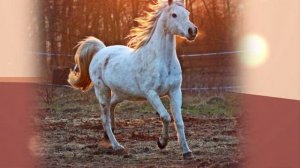 Изучаем животных. Лошадь. Обучающий мультик.