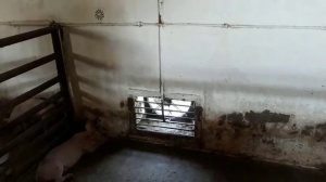 Реконструкция вентиляции в свинарнике!