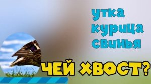 Угадай животное по хвосту. Развивающее видео на логику для детей