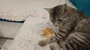 мой котик 😘