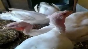 ИНДЮКАМ ТРИ МЕСЯЦА /ПЕРВЫЙ ЗАБОЙ/ХОЗЯЙСТВО/БИГ 6/БРОЙЛЕРНЫЙ ИНДЮК