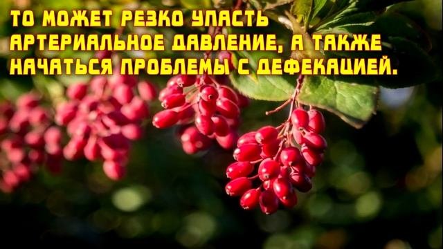 Лечение печени 10 Народных рецептов