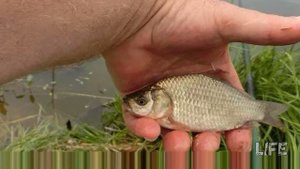 Как и на что ловить карася на озере?