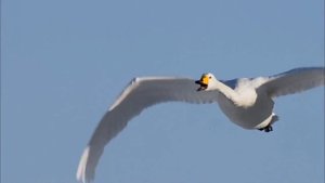 Душа искала чистоты (минус)+видео