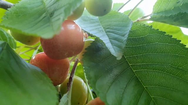 Очень ранний сорт черешни. Самая ранняя майская черешня скоро поспеет в моём саду. 16 мая 2020. смотреть онлайн