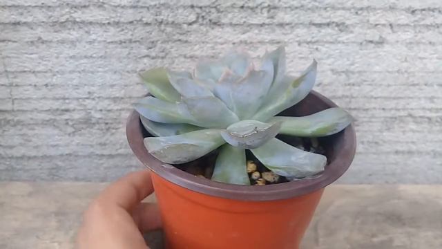 Echeveria Purple Pearl Succulent | UPDATE смотреть онлайн