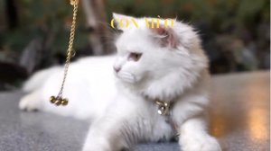 The cries of animals| Animal planet TV