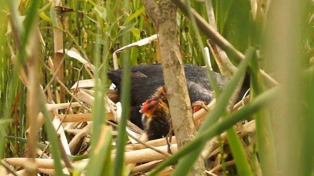 Птенцы лысухи смотреть онлайн