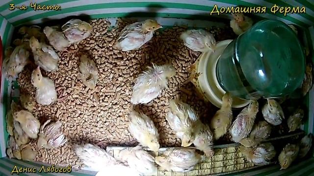 Разведение перепелов, Мой личный первый опыт, вся правда о перепелах, советы начинающим,