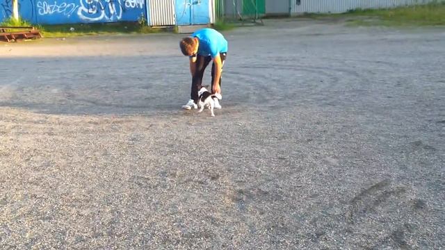 jack russell terrier plays volleyball смотреть онлайн