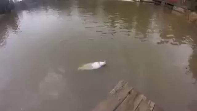 Форель на микроколебалку смотреть онлайн