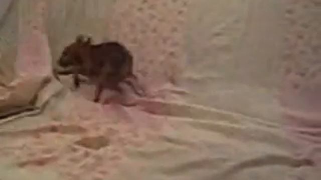 Той-терьер испугался смотреть онлайн