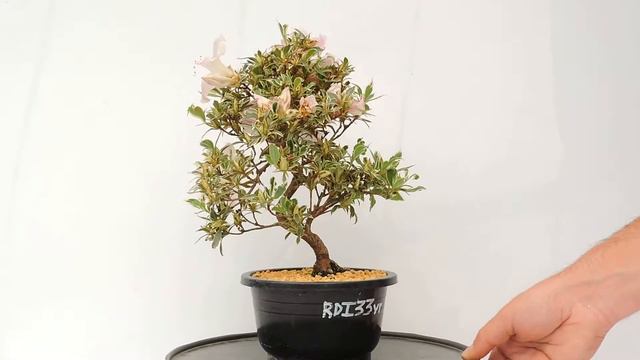 Vídeo 360º Bonsái Rhododendron Indicum Azalea. RDI33vr смотреть онлайн