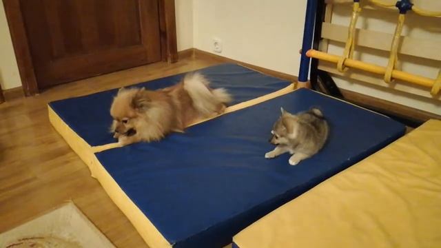 Метис шпица и Джек Рассела Шакира. Футбол и прочие забавы. смотреть онлайн