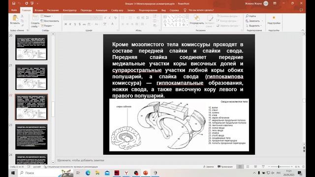 Проблема межполушарной асимметрии мозга и межполушарного взаимодействия