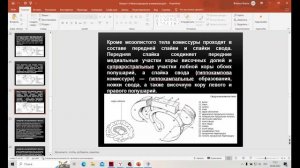 Проблема межполушарной асимметрии мозга и межполушарного взаимодействия