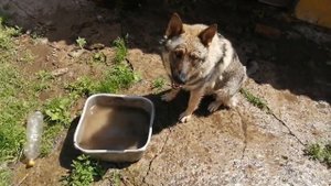 Волкособ принимает водные процедуры