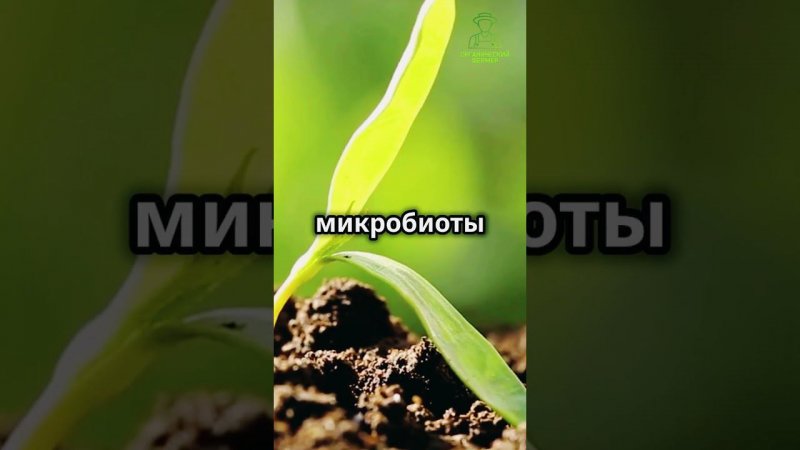 Как улучшить любую почву и получить большой урожай #сад #огород #урожай #почва #рецепт #обработка