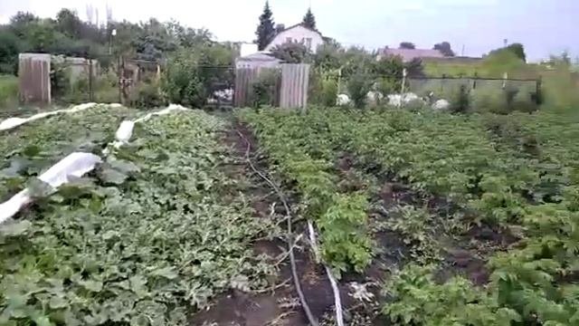 Выращивание арбузов и дынь на своем участке, г.Буинск , средняя полоса России 24 июня 2021 года